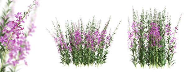 一种白色背景上开紫色花的植物。3 d渲染。图片下载