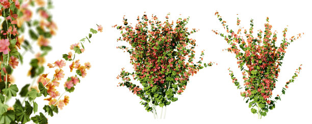 白色背景上孤立的拉瓦他拉植物。3 d渲染。图片下载