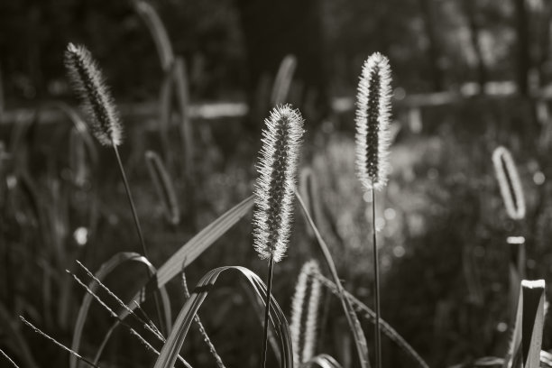 狼尾草或禾本科草地。草本植物自然背景。黑白照片。图片下载