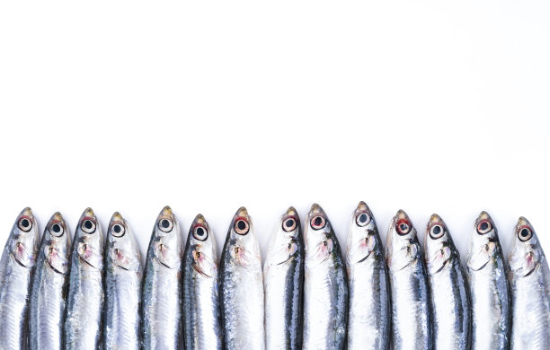 一排新鲜生凤尾鱼图片下载