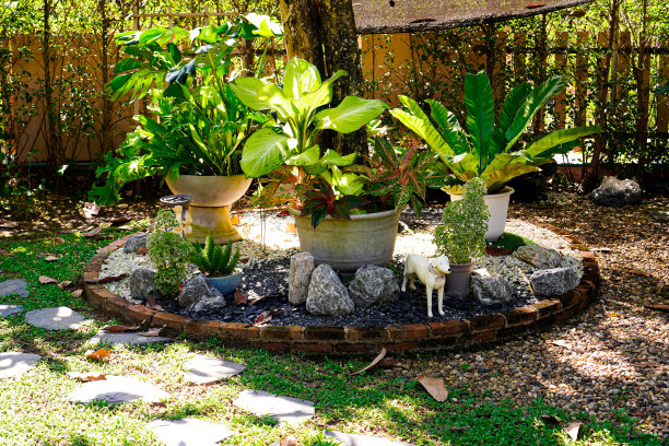 这张照片展示的是后院一棵大树周围巨大的花盆里种植的一组观赏植物。图片下载