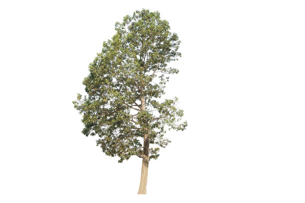 杨，古尔詹，加尔詹树。图片下载