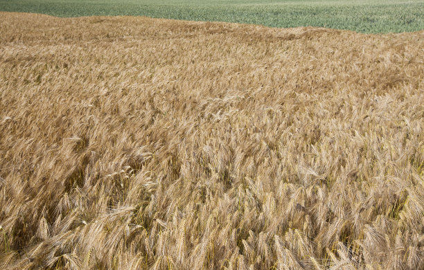 田里成熟的黄色谷物图片下载