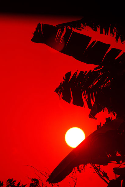 香蕉树叶的剪影照片对日落的背景和一个金红色的天空。图片下载