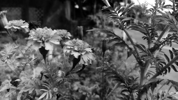 路边的观赏花卉植物照片，背景模糊。图片下载