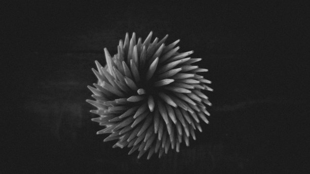 黑白照片排列的木质牙签形成规则的圆形图案。图片下载