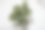 合成植物的照片与盆栽和白色背景图片下载