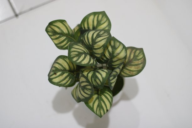 合成植物的照片与盆栽和白色背景图片下载