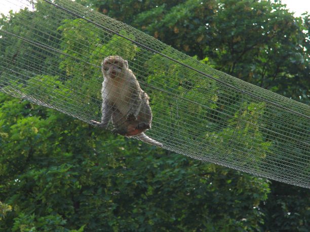 动物园里的灵长类动物图片下载
