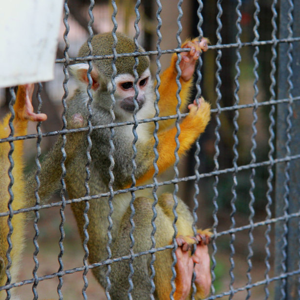 动物园里的灵长类动物图片下载