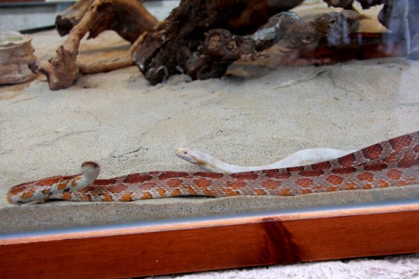 动物园里的蛇图片下载