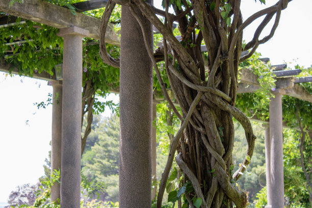 在这座建筑的古老柱子上，树枝美丽地交织在一起，形成一种奇异的图案。图片下载
