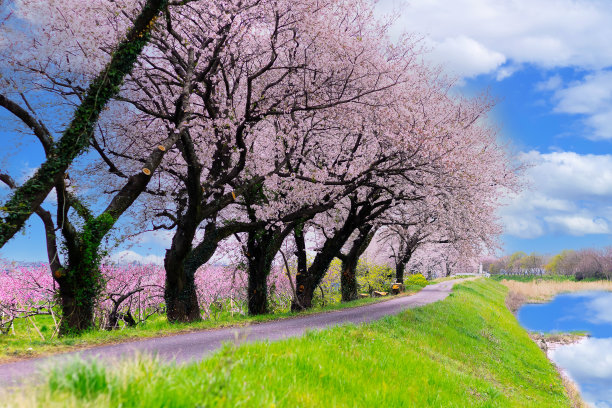 路边种的樱花树开得很漂亮。图片下载