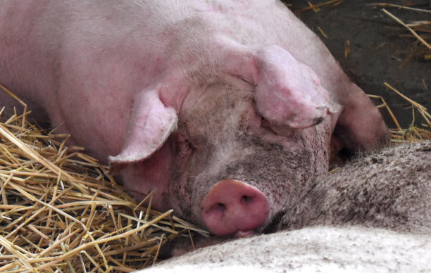 粉红色的猪图片下载