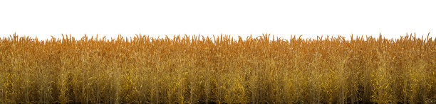 一个麦田在透明的背景- 3D插图图片下载