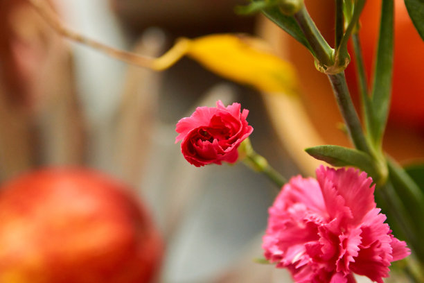 粉红色康乃馨花在花瓶上模糊的背景，库存照片图片下载