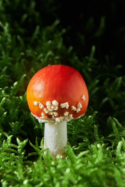 毒伞菌，也叫苍蝇木耳或苍蝇毒伞菌图片下载