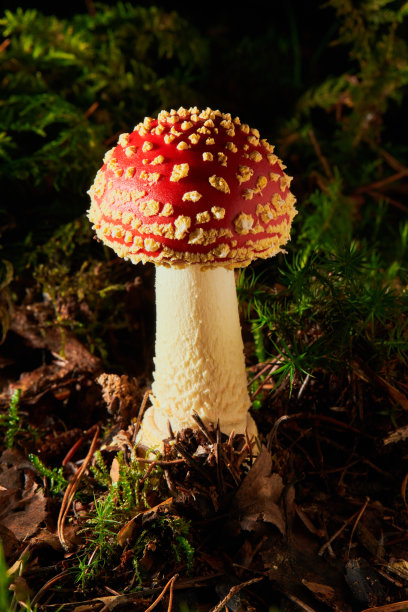 毒伞菌，也叫苍蝇木耳或苍蝇毒伞菌图片下载