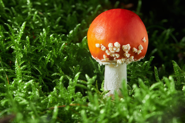 毒伞菌，也叫苍蝇木耳或苍蝇毒伞菌图片下载