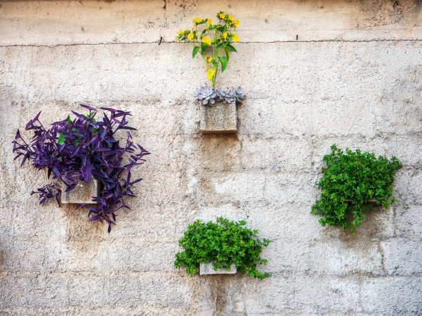 不同的植物在花盆的混凝土墙前视图图片下载