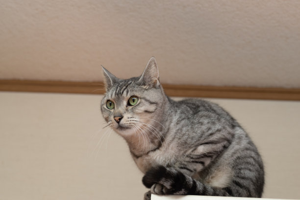 盯着猫图片下载