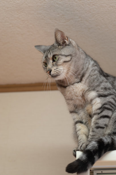 盯着猫图片下载