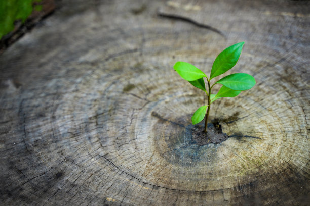 老树上长出一片新的绿叶。希望在未来的自然环境中有一个全新的生命概念。更新以商业发展和生态环保为标志的理念图片下载