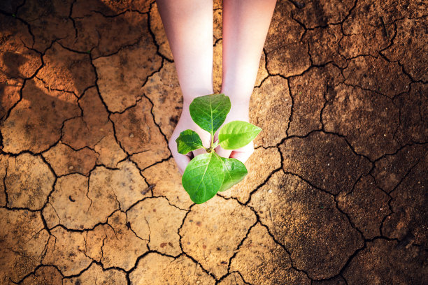 俯视图中，孩子的手握着一棵生长在干裂的土地上的树。拯救环境和全球变暖，图片下载