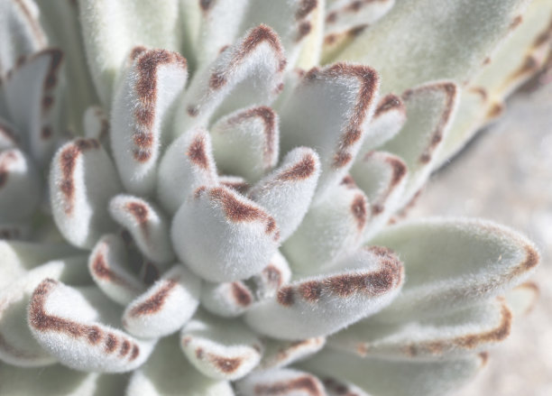 仙人掌沙漠植物，近距离观察。植物学的概念。有选择性的重点图片下载