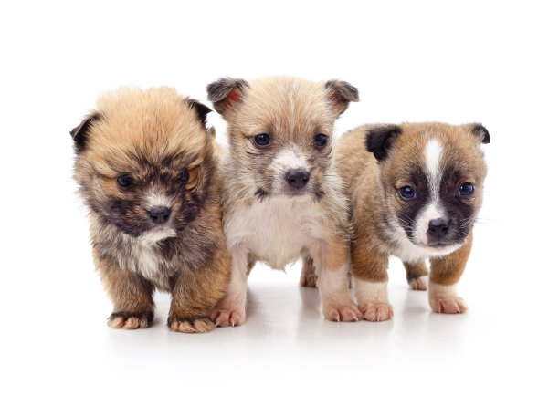 三只小狗。图片下载