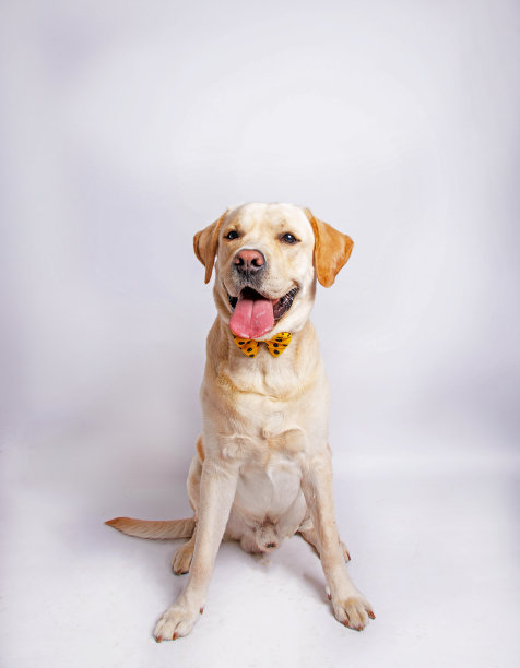 拉布拉多猎犬。影棚拍摄。图片下载