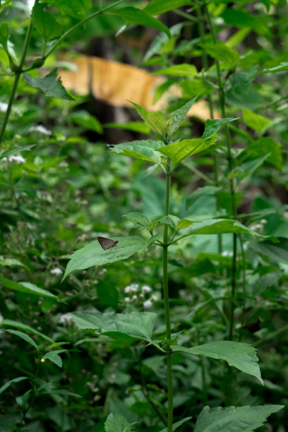花园里的昆虫图片下载