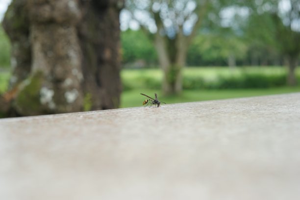 黄黑黄蜂图片下载