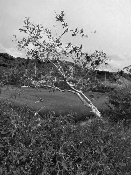 田野里孤独的树图片下载