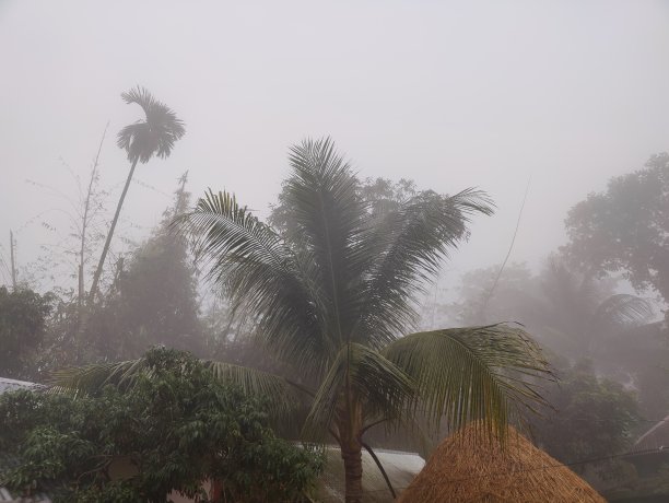 村庄里冬天雾蒙蒙的景色。乡村树木和冬日清晨的照片图片下载