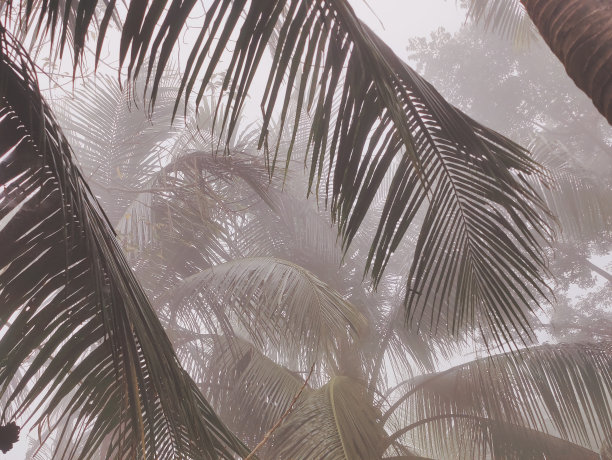 村庄里冬天雾蒙蒙的景色。乡村树木和冬日清晨的照片图片下载