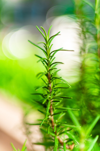 不同的芳香草本植物生长在花盆户外库存照片图片下载
