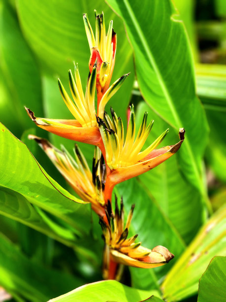 Wonderous自然图片下载