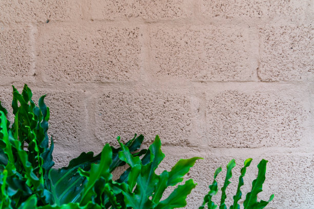 热带棕榈叶阴影在白色混凝土墙上抽象模糊的热带背景。库存图片图片下载