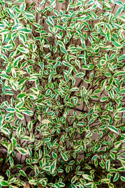 花园以热带绿叶为背景，形成对比。库存图片图片下载