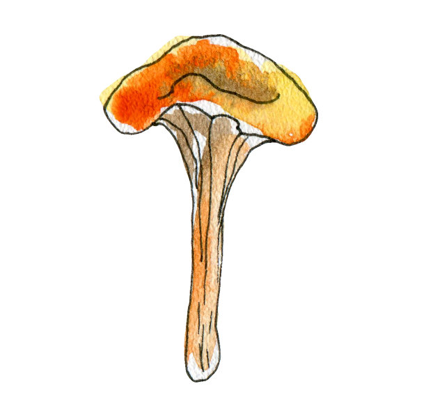 鸡油菌蘑菇手绘水彩插图。白色背景上的植物蘑菇。图片下载