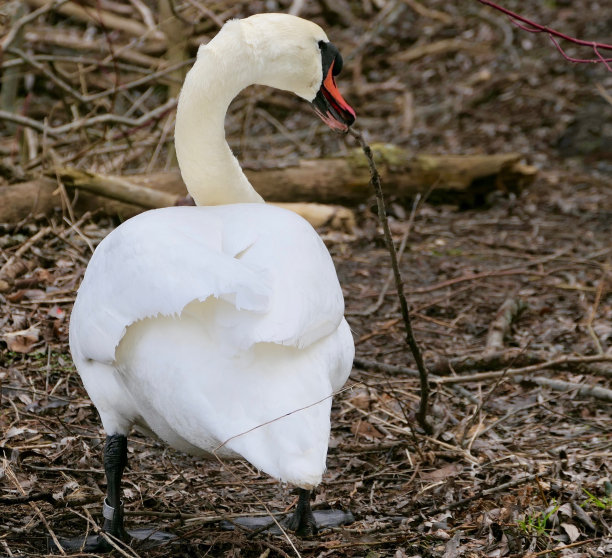 雄壮的皇家白哑天鹅，成年后视，在筑巢季节，嘴叼着大木棍沿着林地的小径图片下载