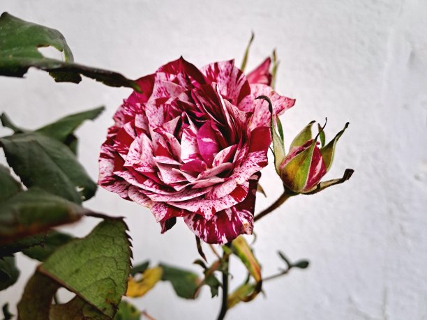 红白花图片下载