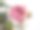 红白花图片下载
