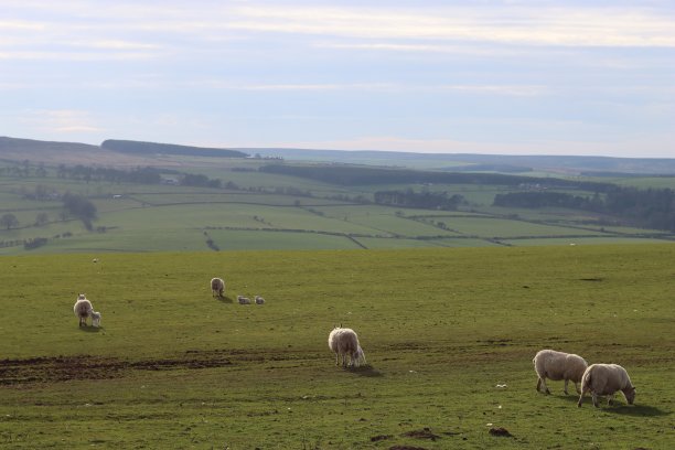 春天的阳光下，羊群在明亮的草地上平静地吃草图片下载