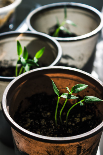 年轻的豆芽图片下载