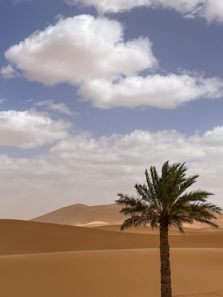 Merzouga, Erg Chebbi沙丘，摩洛哥，非洲:撒哈拉沙漠的沙丘全景与棕榈树图片下载