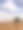 Merzouga, Erg Chebbi沙丘，摩洛哥，非洲:撒哈拉沙漠的沙丘全景与棕榈树图片下载