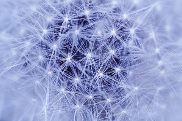 蒲公英花的宏观特写图片下载