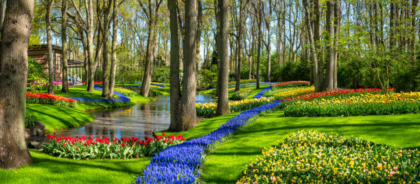 荷兰库肯霍夫公园的郁金香图片下载